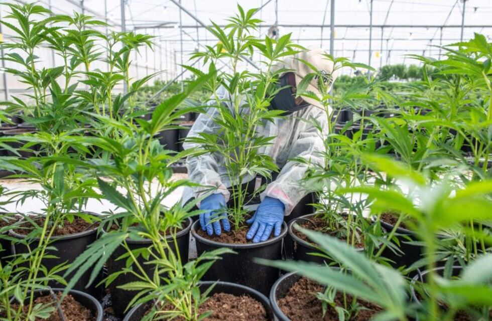 Presentan proyecto para que la Ciudad adhiera a la ley de uso medicinal del cannabis