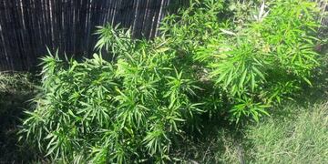 Marihuana. Imagen ilustrativa.