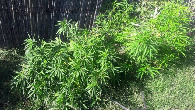 Marihuana. Imagen ilustrativa.