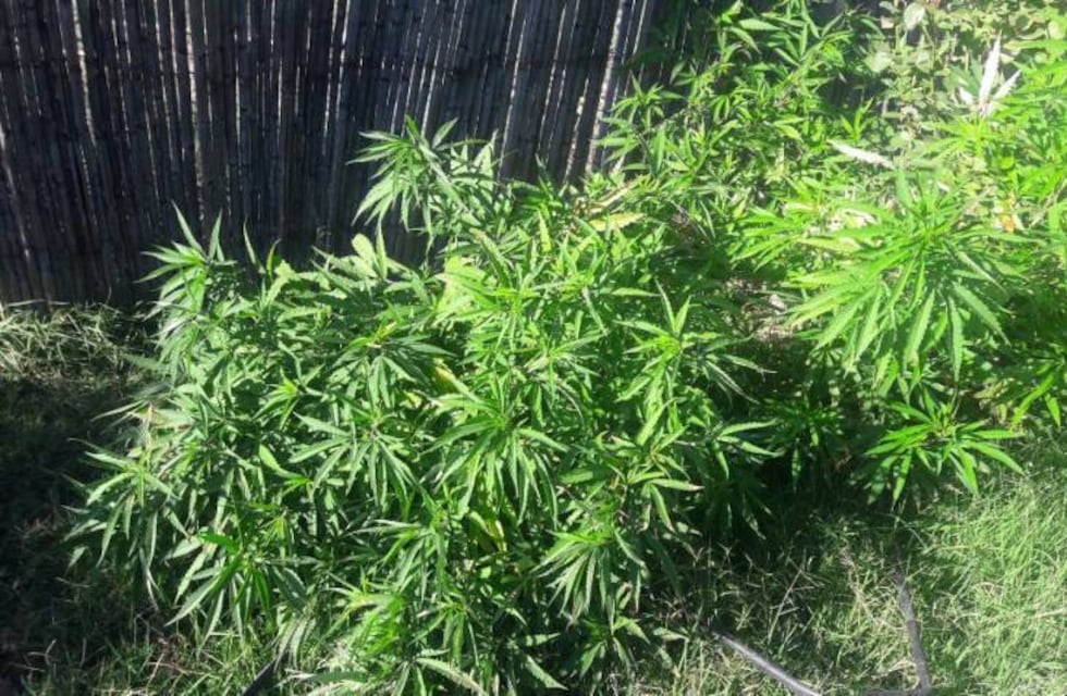 Allanamiento y secuestros de Cannabis en la madrugada de este jueves en Carlos Paz