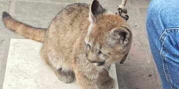 La pumita fue rescatada en la zona de Cerro Colorado\u002E