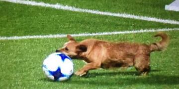 Perro San Lorenzo\u002E Foto: Twitter\u002E