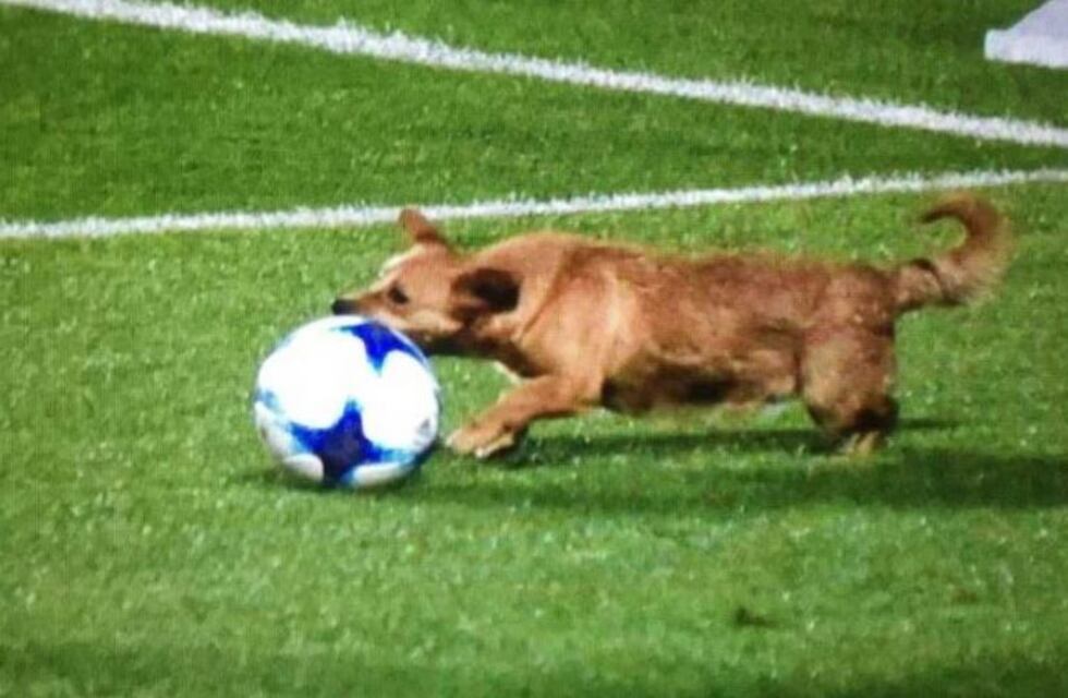 Un perro se metió al césped del Nuevo Gasómetro y demostró su habilidad con la pelota