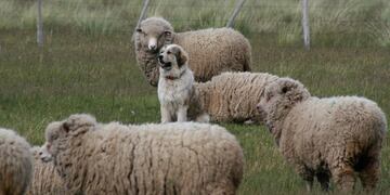 Imagen archivo\u002E Perros protectores\u002E