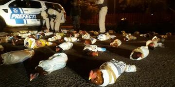 Rescataron 58 gallos de riña en El Soberbio