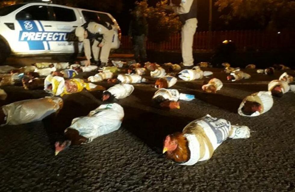 Rescataron 58 gallos de riña transportados en bolsas arpilleras