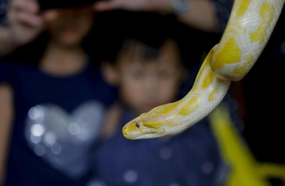Subió un video de su hija con una pitón y las redes estallaron