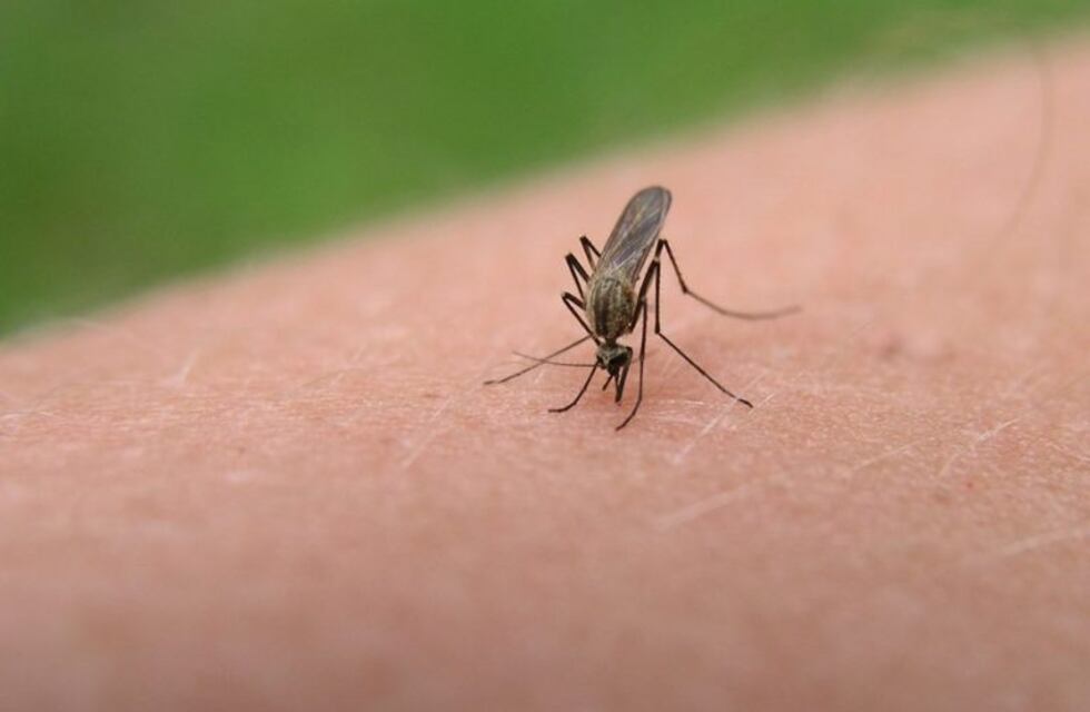 Por el clima húmedo y caluroso, suman controles a mosquitos