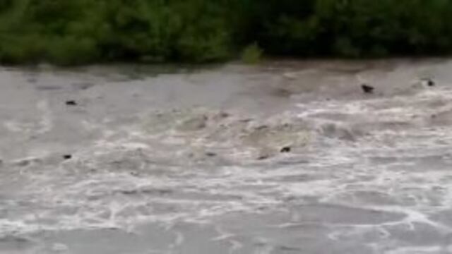 Decenas de cabezas de ganado arrastradas por la corriente.