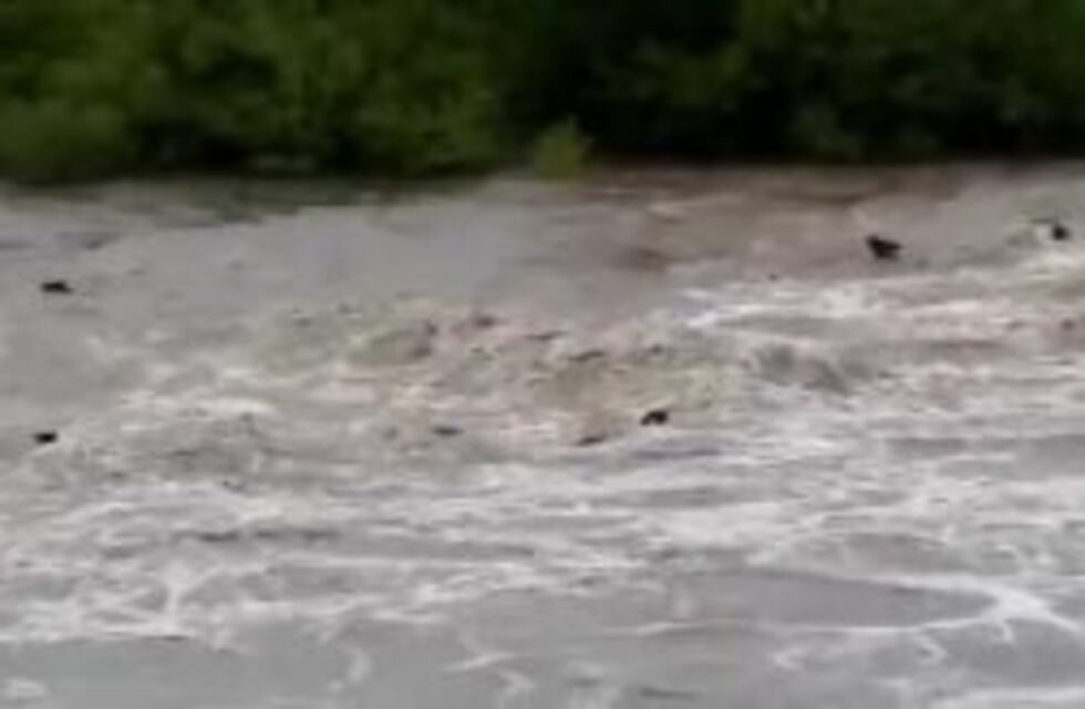 Entre Ríos: desbordó un arroyo y arrastró al ganado