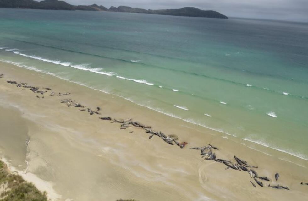 Hallaron 145 ballenas muertas en una playa de Nueva Zelanda