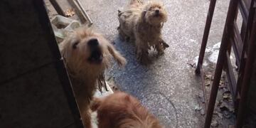 Rescataron a perros en Caballito\u002E