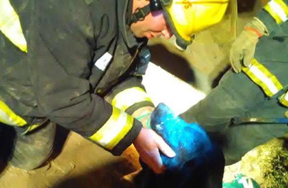 Bomberos salvaron la vida de un perrito en una alcantarilla