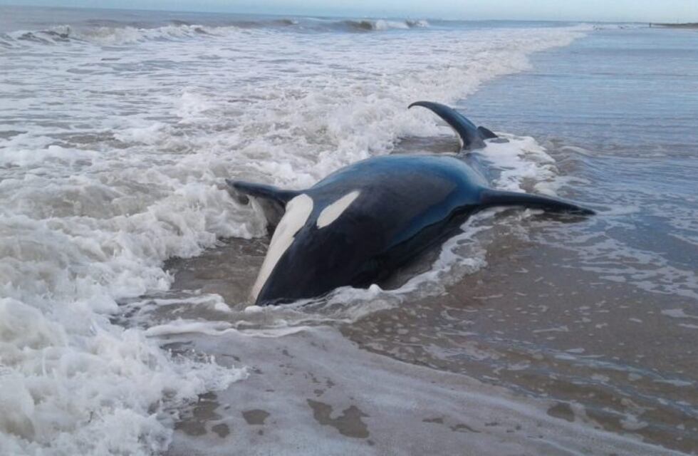 Terminó el operativo de rescate de las orcas varadas: seis volvieron al mar y una murió