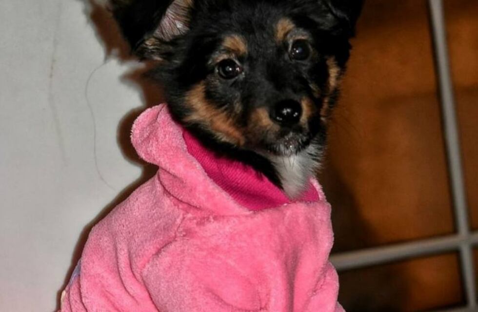 La conmovedora historia de "Juli", una perrita abandonada y con problemas cardíacos