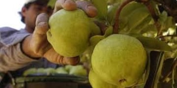 La medida recaerá sobre la producción de peras y manzanas (web).