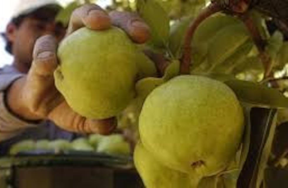 Cambio en el consumo interno de pera en los distintos puntos del país