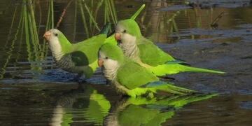 Cotorras argentinas (Web)