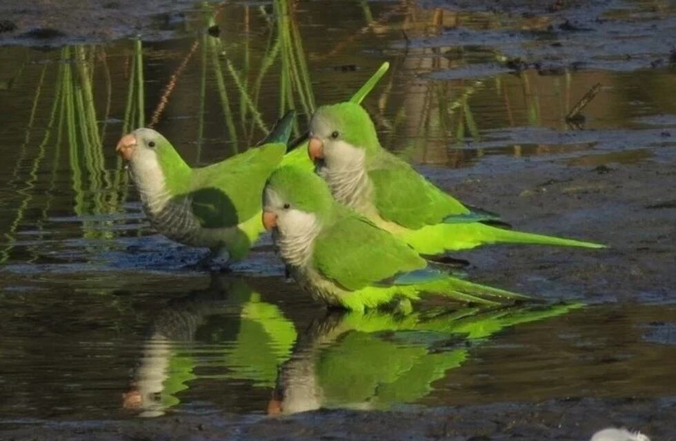 Madrid lanzó un plan para erradicar unas 13.000 cotorras argentinas