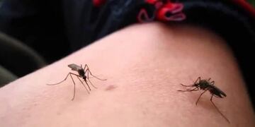 Las claves para combatir el Dengue: descacharrado y concienciación\u002E (Web)\u002E