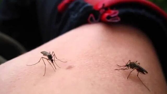 Las claves para combatir el Dengue: descacharrado y concienciación\u002E (Web)\u002E
