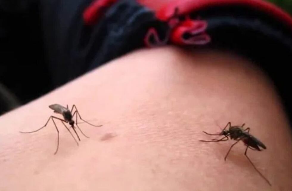 Dengue: distribuyeron material para control y anunciaron descacharrado para el sur de la capital