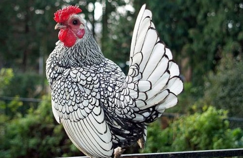 ¿Quién se roba aves?: dos detenidos por el secuestro de 10 pájaros de raza en Carlos Paz