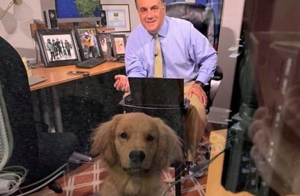 La divertida presencia de un perro en medio de una transmisión en vivo de su dueño meteorólogo