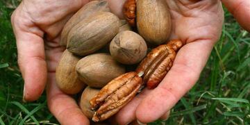 Afirman que el cultivo de nuez pecán tiene un gran mercado potencial