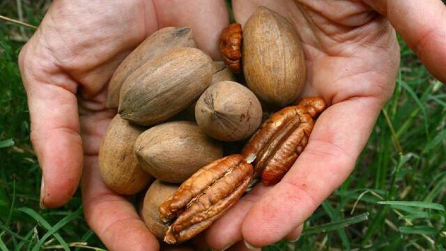 Afirman que el cultivo de nuez pecán tiene un gran mercado potencial