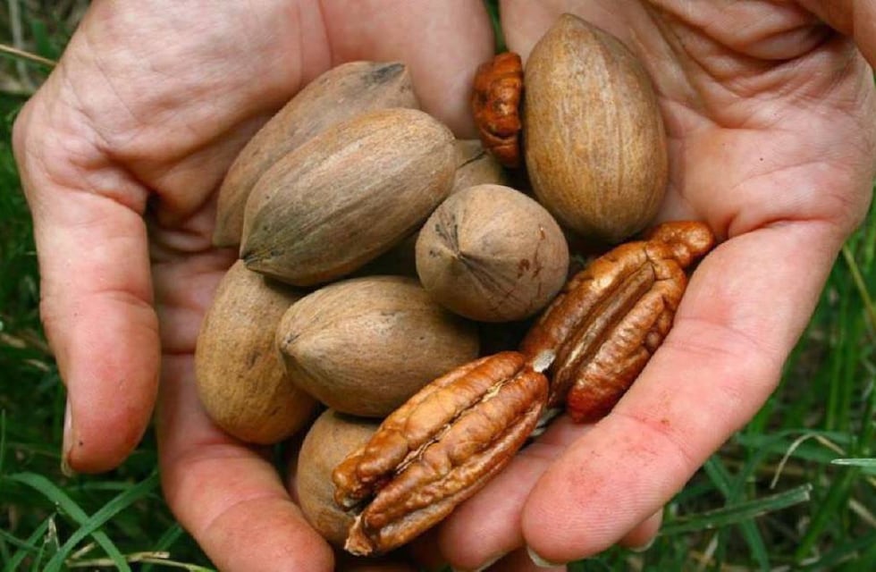 Nuez Pecan y sus ventajas