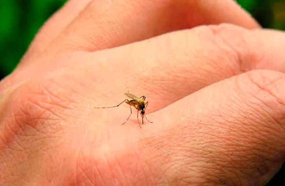 Dengue: confirmaron el cuarto caso en Santiago del Estero