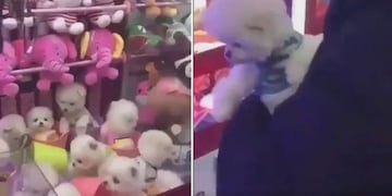 China: una máquina de peluches entrega como premio perros reales