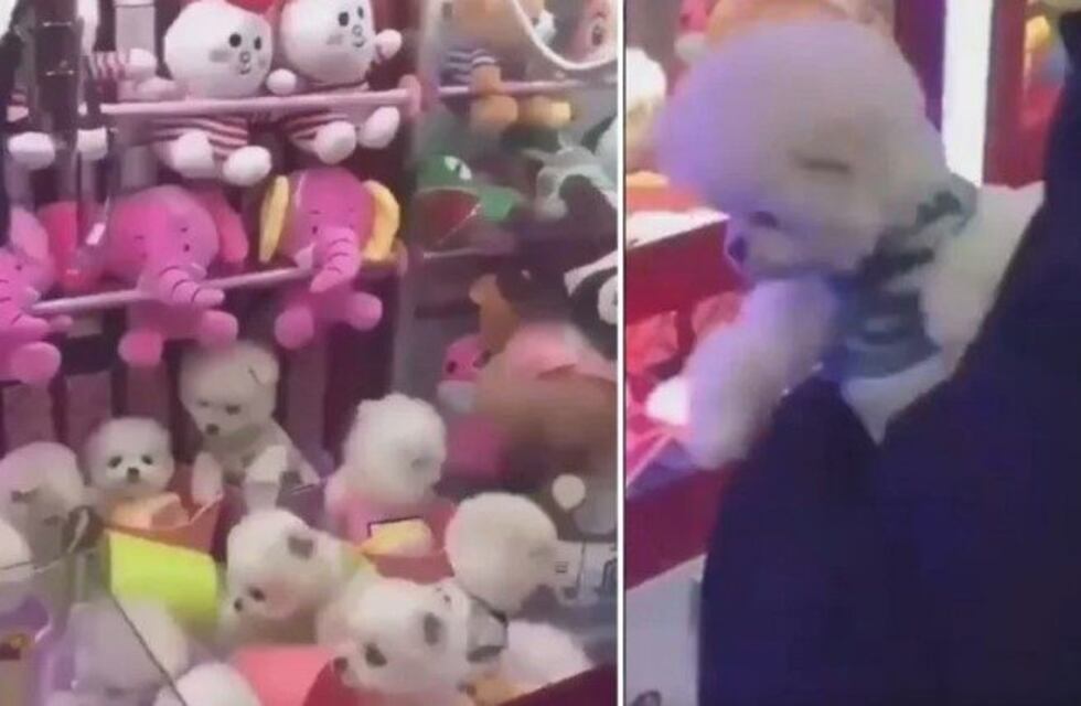China: una máquina de peluches entrega como premio perros reales