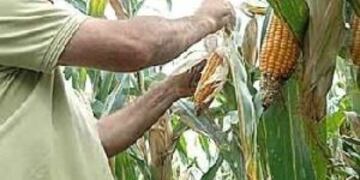 La Nación anunció un plan para sembrar 250 mil hectáreas de maíz en Misiones\u002E (MOL)