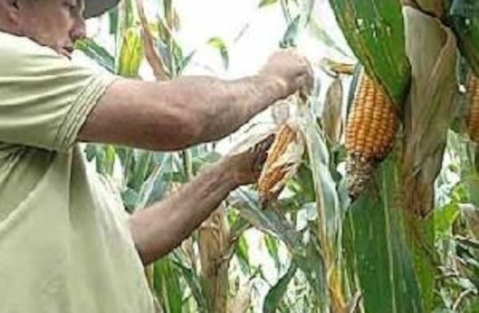 El maíz transgénico afectaría a la yerba y al té, dicen en Misiones