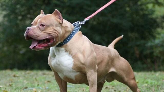 El pitbull le produjo una herida de consideración al menor\u002E (Archivo)