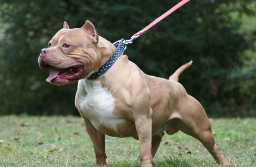 Su hijo fue mordido por el pitbull de su vecino y lo apuñaló