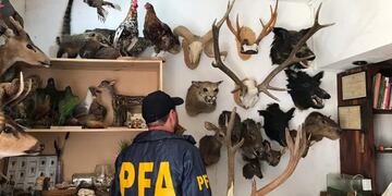 Secuestraron 118 piezas de animales embalsamados en Gálvez al 5900\u002E (@minseg)