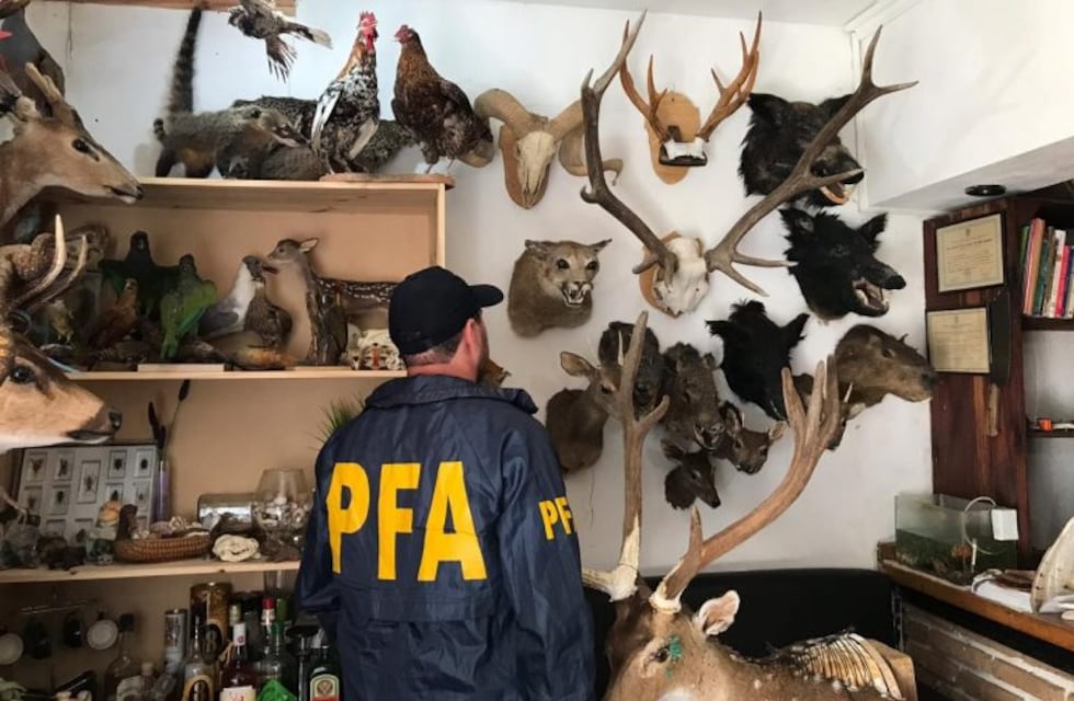 Imputaron a un taxidermista que tenía 118 animales disecados en su casa