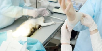 El Municipio recibió donación para Campaña Gratuita de Castración Animal