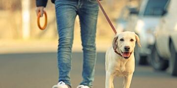 Perros paseos