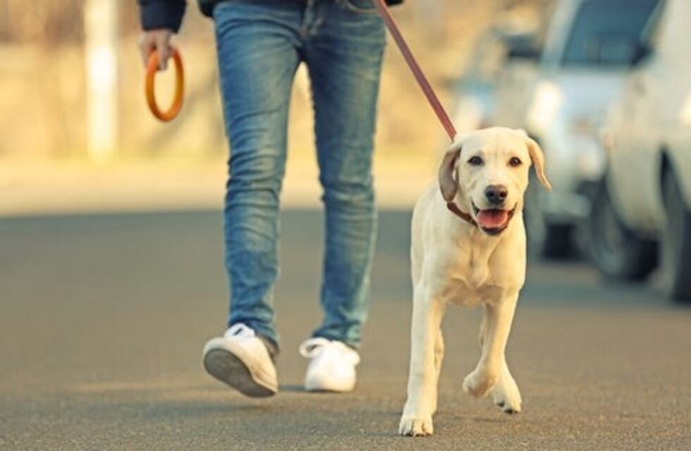 “Kninata”: 2 kilómetros en 4 patas, una caminata junto a tu mascota