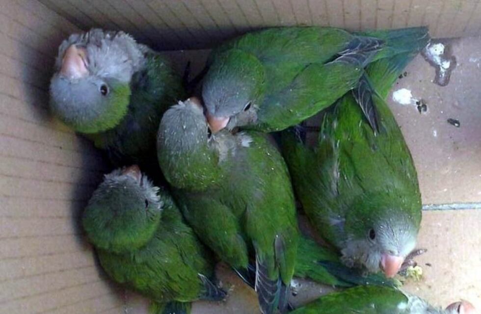 Detuvieron a un hombre traficando más de 30 aves en Metán