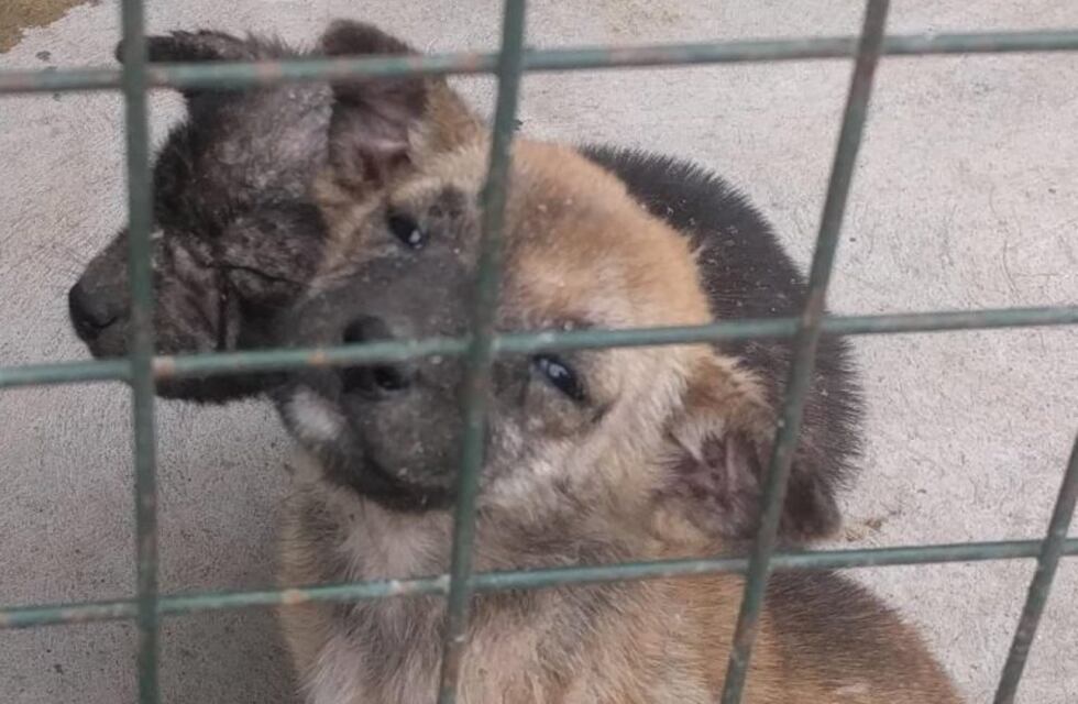 Él es Milo, el cachorro abandonado que hoy cuenta con el calor de una familia