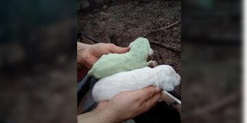 Una perra dio a luz a un cachorro con pelaje verde en el norte de la provincia