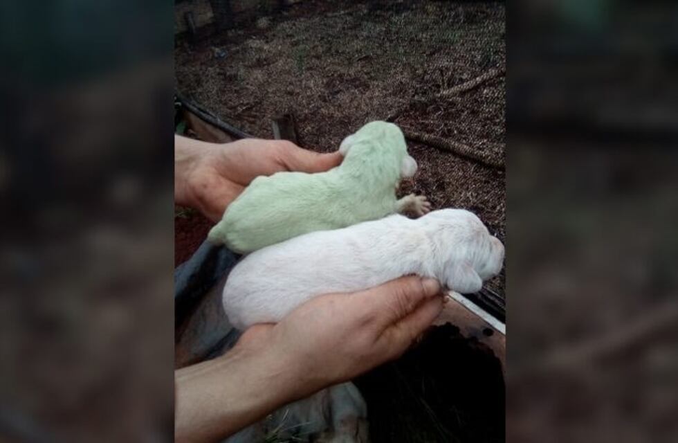 Una perra dio a luz a un cachorro con pelaje verde