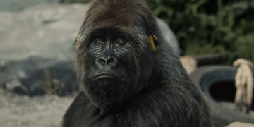 Gorila (Foto: Archivo)