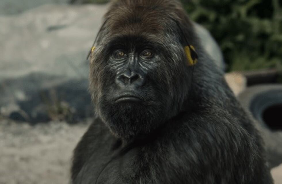 Detectaron dos gorilas con coronavirus en un zoológico de Estados Unidos