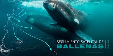 Las ballenas francas, que cada año llegan a los golfos que rodean la Península Valdés se estudian desde 1971